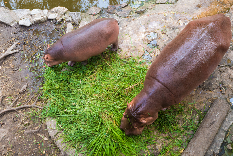 カオ キアオ動物園 公式 タイ国政府観光庁