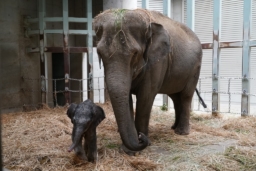 【祝】タイ生まれのゾウが上野動物園で赤ちゃんゾウを出産